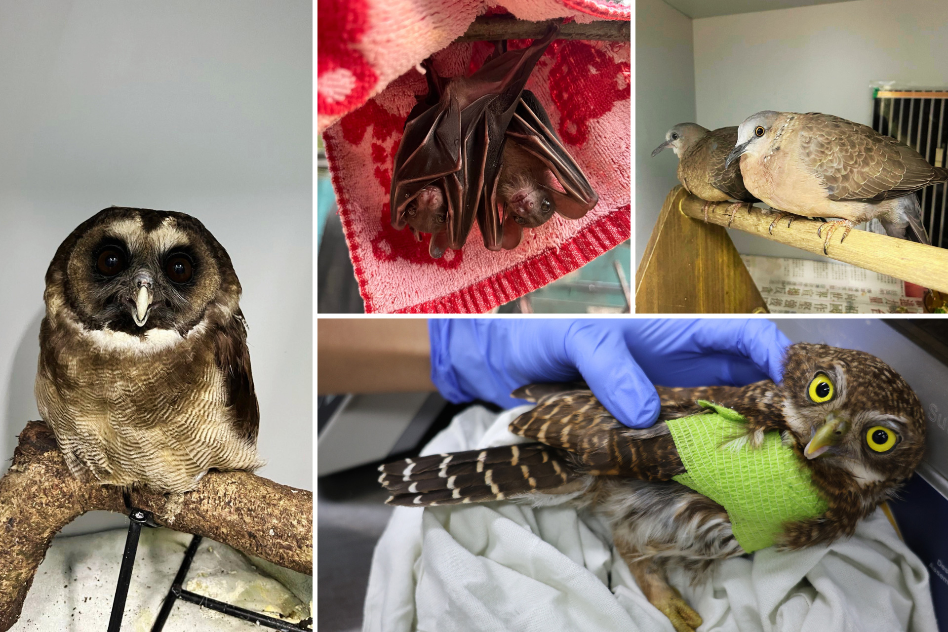 四張復育中動物的照片:貓頭鷹停在樹枝上、兩隻蝙蝠倒掛在毛巾上、兩隻雀鳥並排停棲,以及戴著手套的手托起一隻纏上綠色繃帶的小貓頭鷹