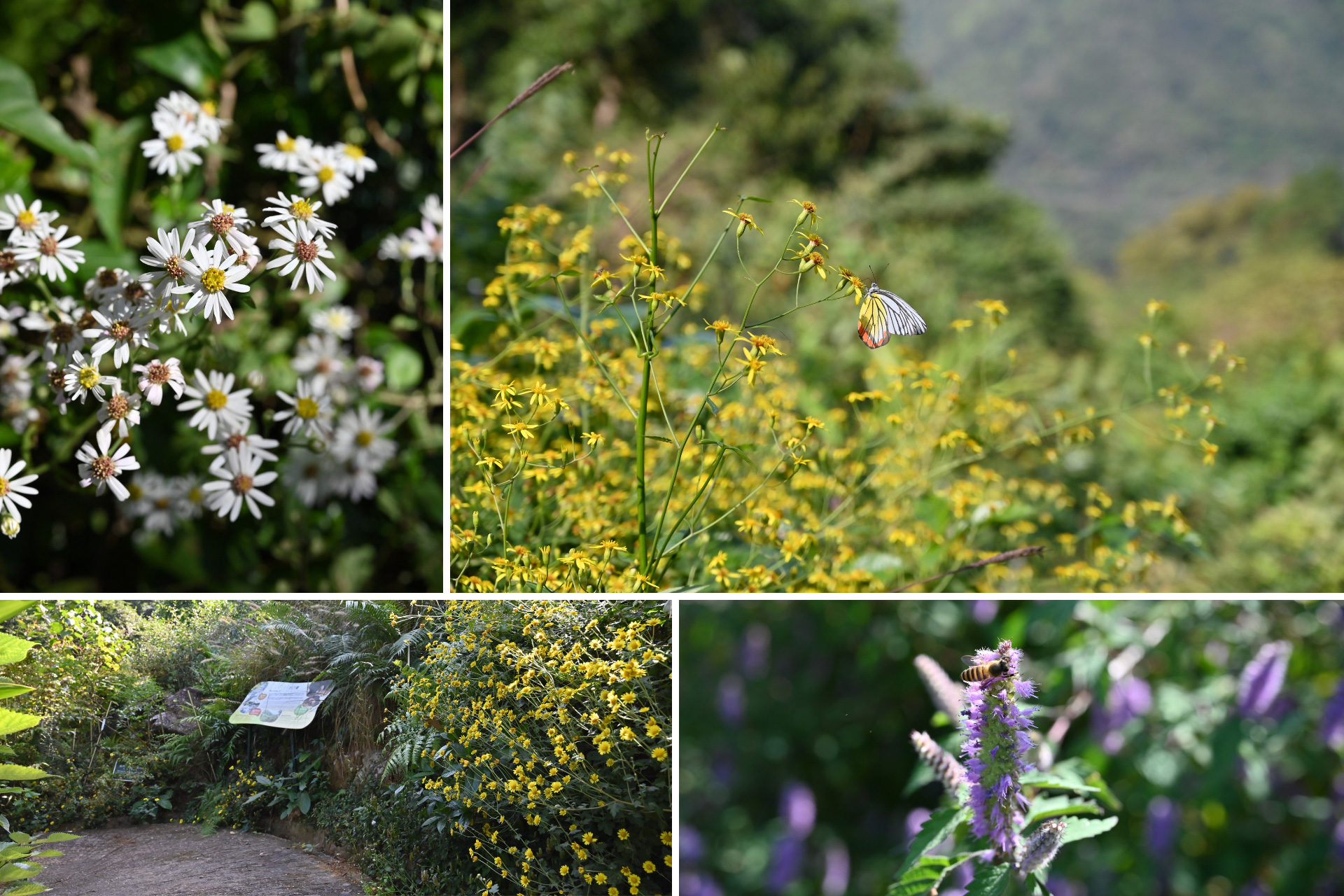 蝴蝶徑復育區的四個畫面:白色菊科花朵、黃花叢上停歇的蝴蝶與遠處林谷、小徑旁的解說牌與整片黃花,以及紫色花穗上的蜜蜂