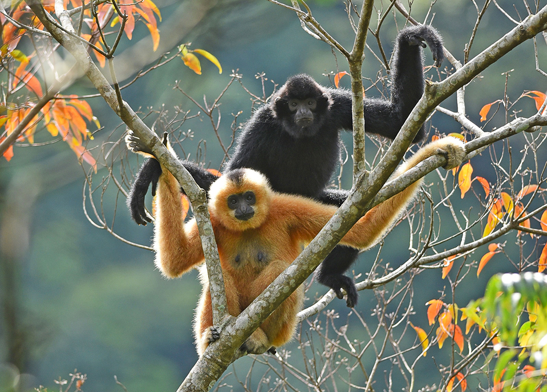 Hainan Gibbons (Photo Credit: Kadoorie Farm and Botanic Garden)