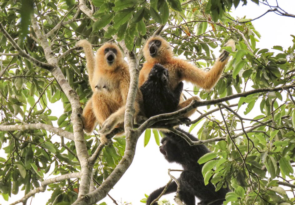 Hainan Gibbon (Photo Credit: Kadoorie Farm and Botanic Garden)