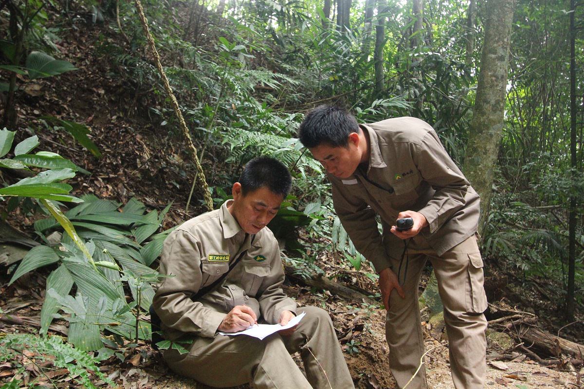 KFBG works with Bawangling to conduct the annual Hainan Gibbon population survey. The survey team, which is made up of 40 to 50 people, typically spends five days camping in the heart of the gibbon territories to listen out for the species’ characteristic song at dawn, track them down and count their numbers.