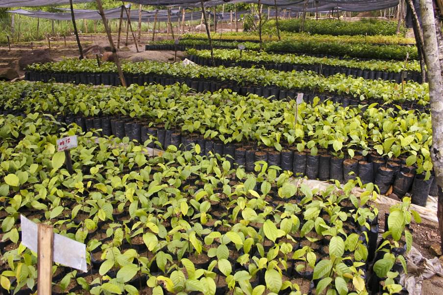 嘉道理農場暨植物園培訓及資助保護區建立苗圃，採集種子培育長臂猿愛吃的本土樹種幼苗。我們已在150公頃（面積約等於8個維園/ 210個足球場）的退化低海拔生境種植了超過50種、共8萬多棵長臂猿喜食本土樹苗，擴大將來長臂猿生活空間。