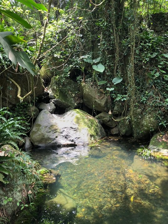 嘉道理農場暨植物園內自然景觀