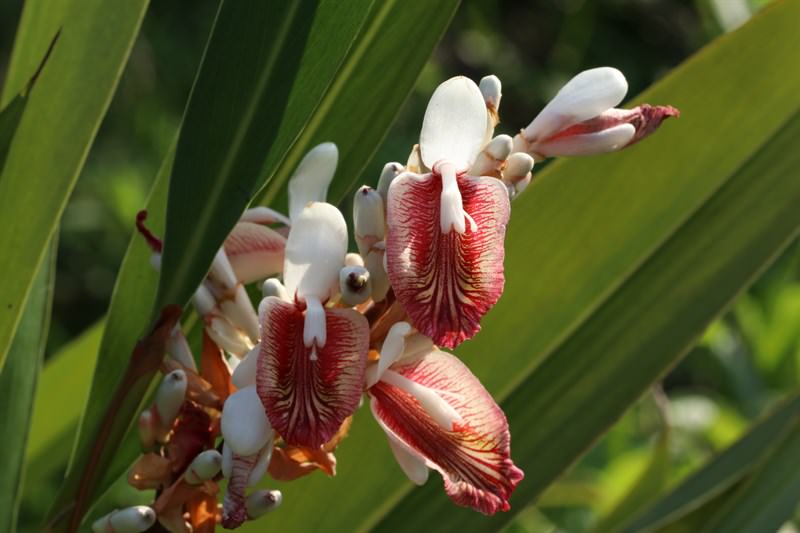 距花山薑 （Alpinia calcarata）