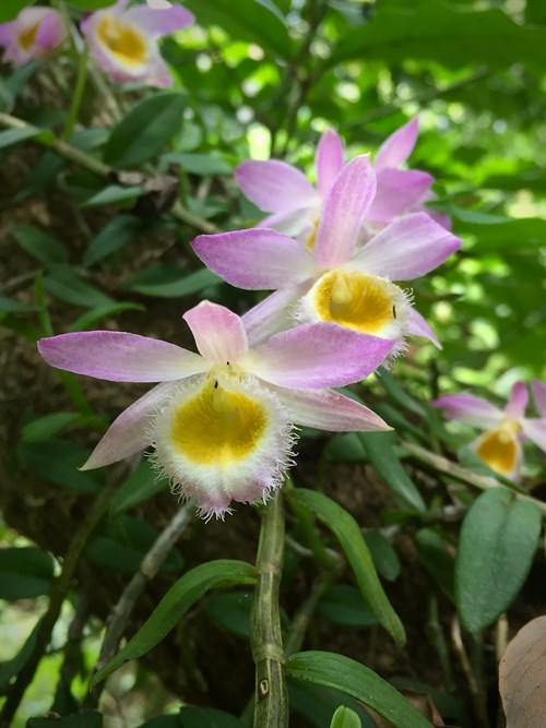 美花石斛 （Dendrobium loddigesii）