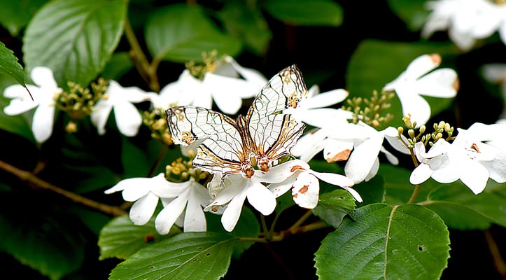 網絲蛺蝶 （Cyrestis thyodamas）