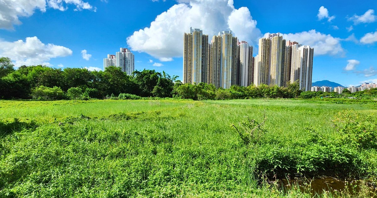 長滿雜草的休耕農地，背後矗立着住宅樓群