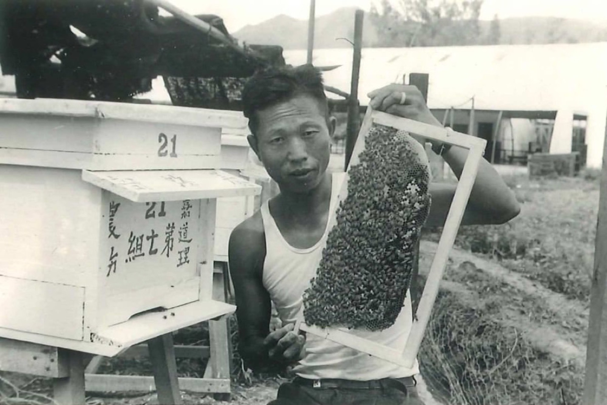 農務人員手持佈滿蜜蜂的巢框,旁邊是寫上「嘉道理農務」的蜂箱