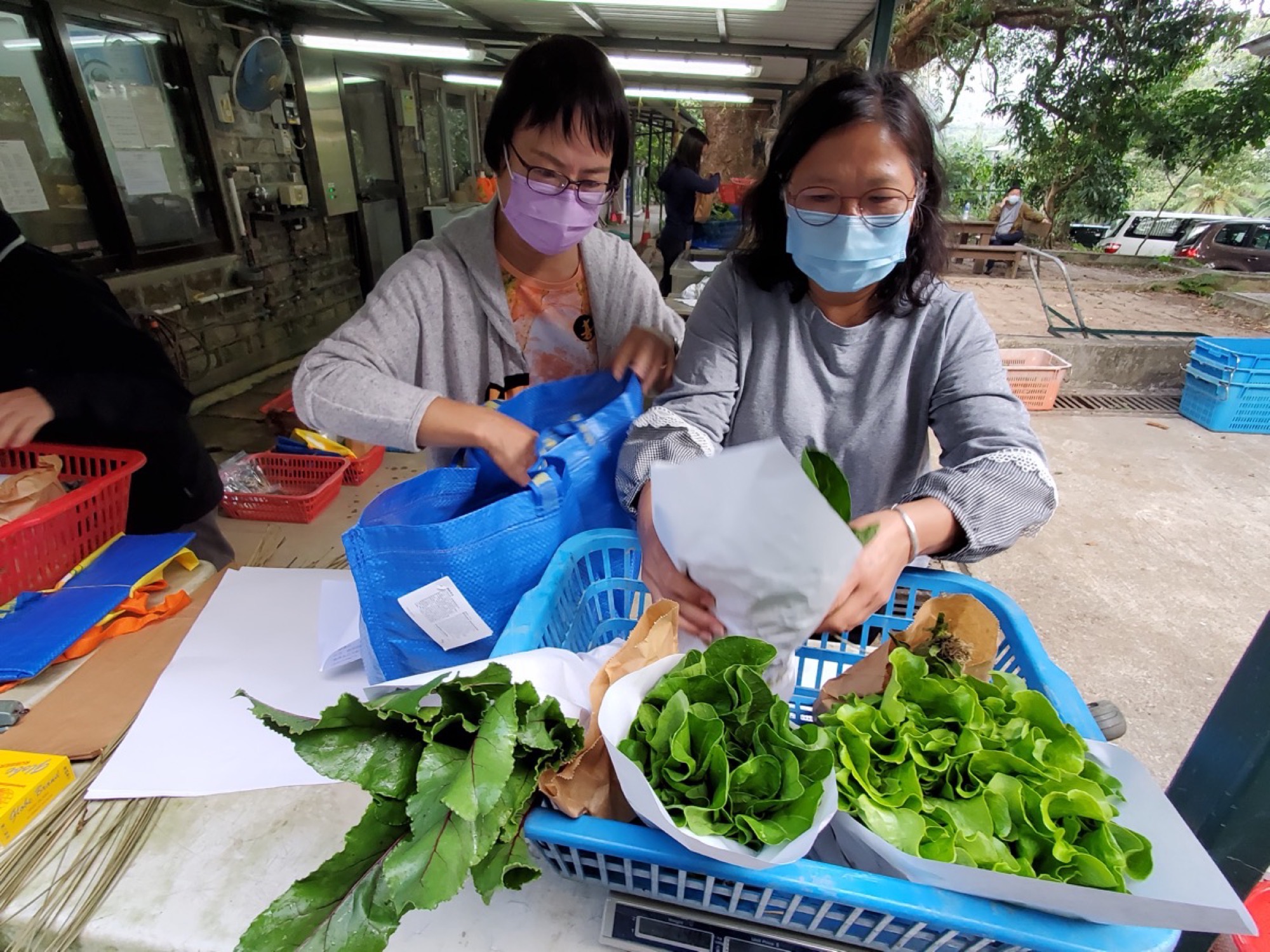 員工在包裝棚為共同購買訂單分裝生菜與葉菜
