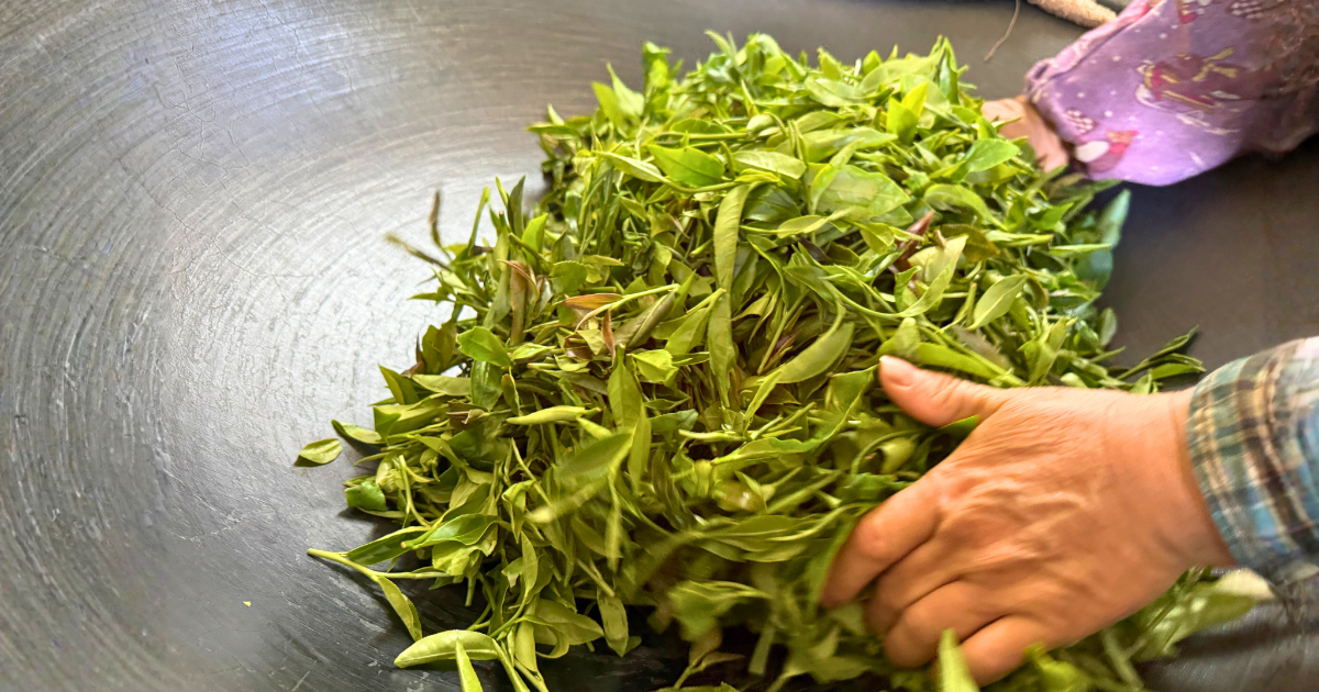 雙手在大鐵鑊中翻炒新採的茶青