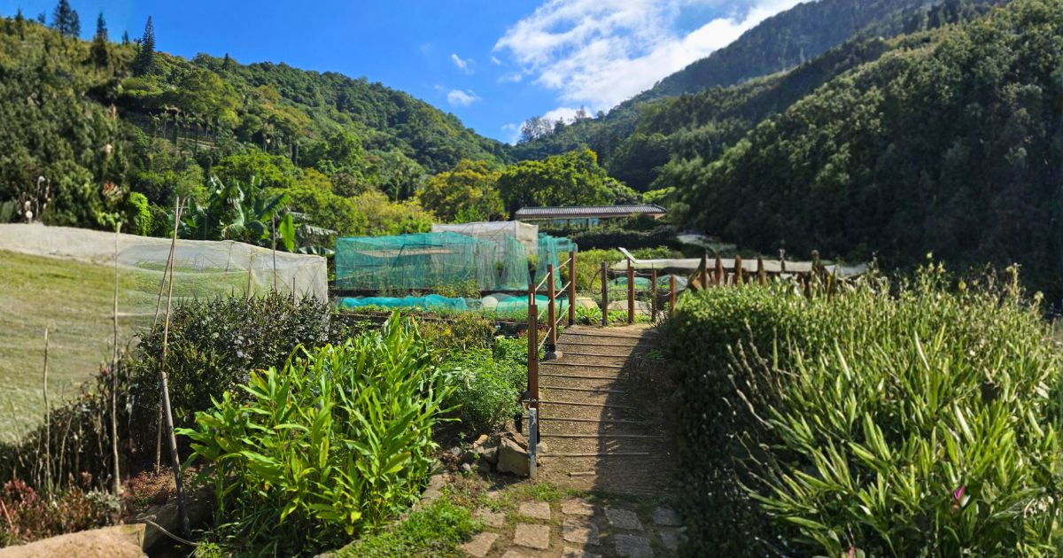 石級沿着種植梯田而上，兩旁是蓋了網的農作物與林木山坡