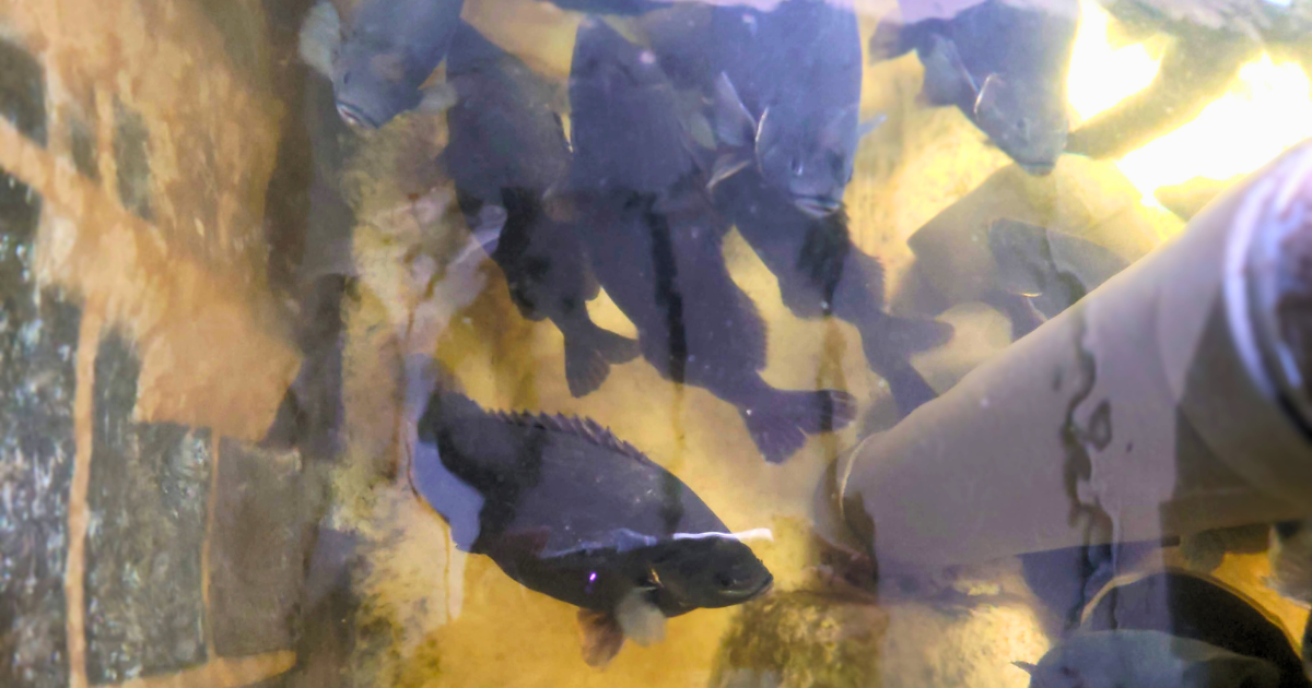 寶石魚在魚菜共生的水槽中游動，旁邊是入水管