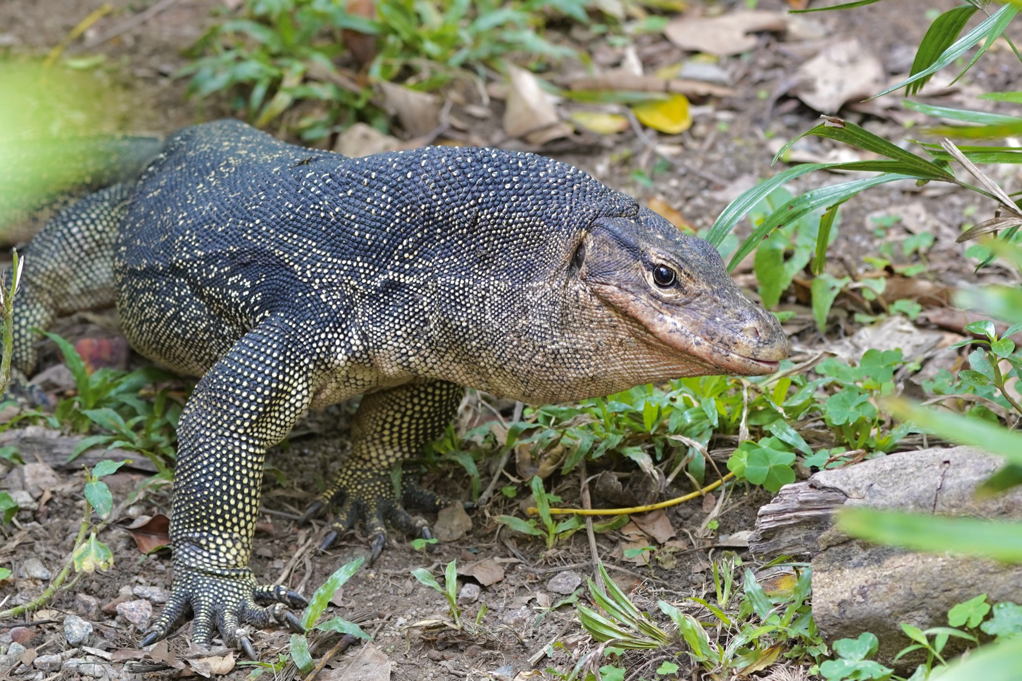 Reptile lookout New Photo 1 (1)