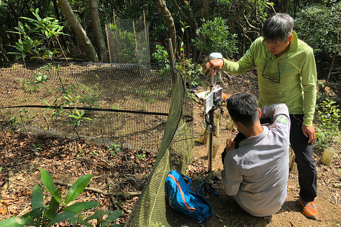 種子直播實驗 恢復恆久的森林 我們的山丘 嘉道理農場暨植物園