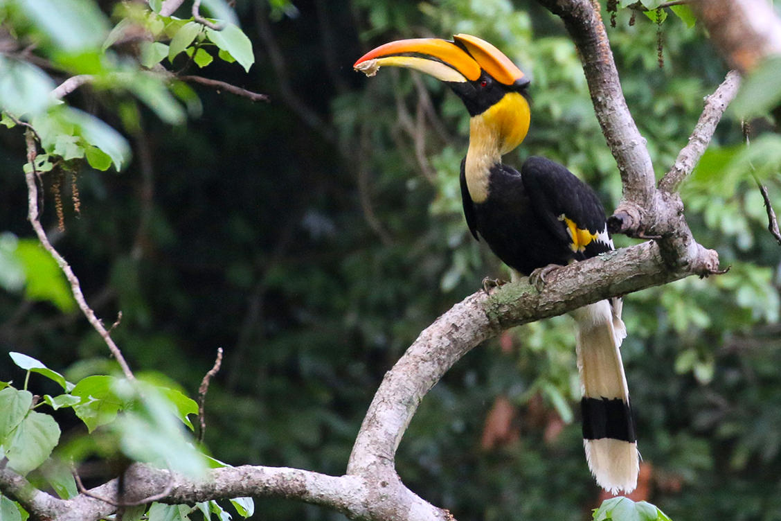 Hornbills | Fauna Conservation::Kadoorie Farm and Botanic Garden