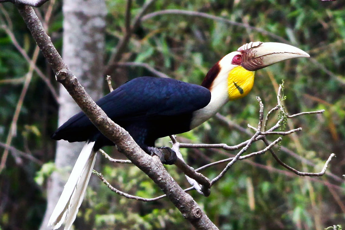 Hornbills | Fauna Conservation::Kadoorie Farm and Botanic Garden