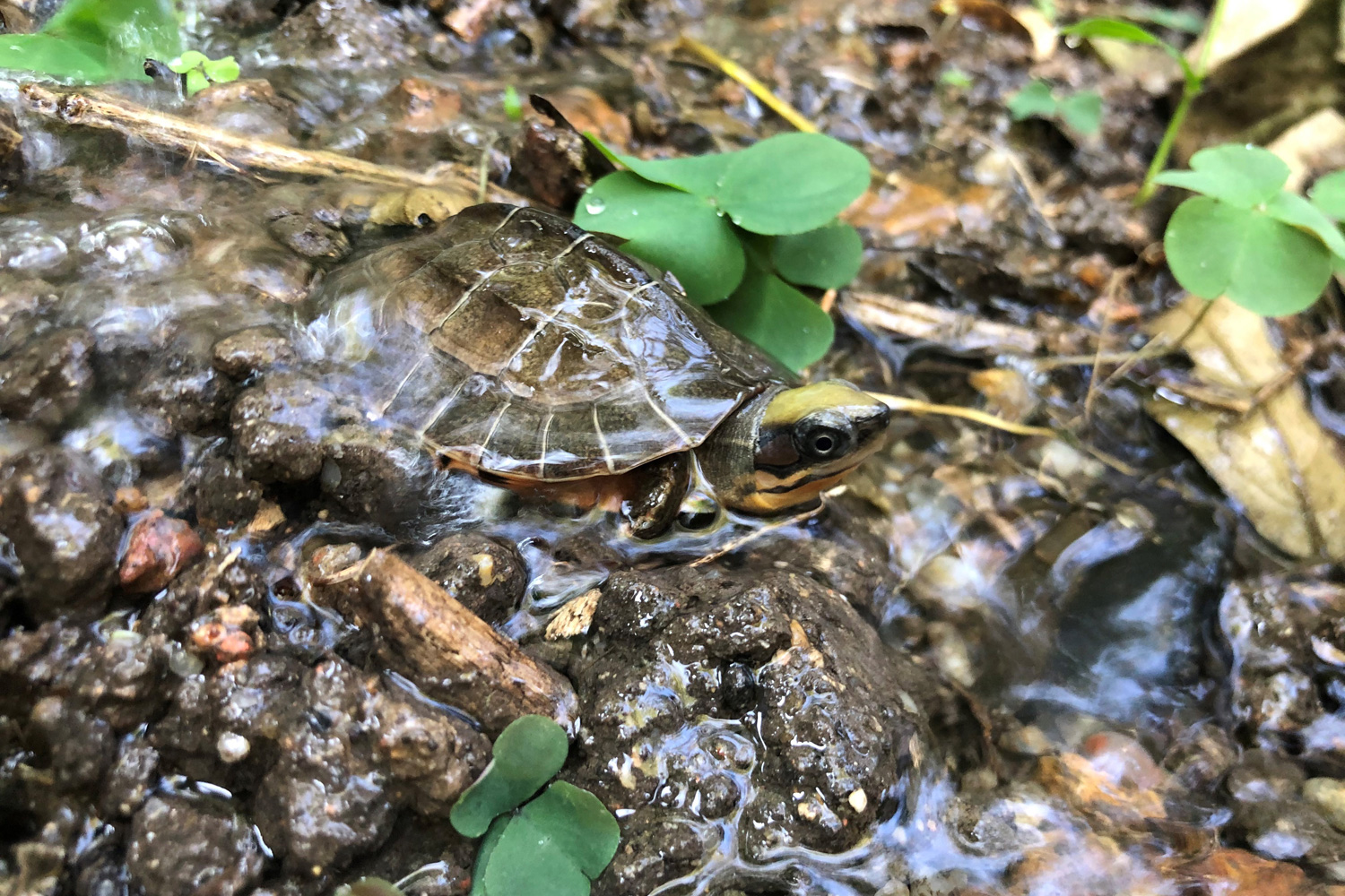 世界烏龜日::嘉道理農場暨植物園